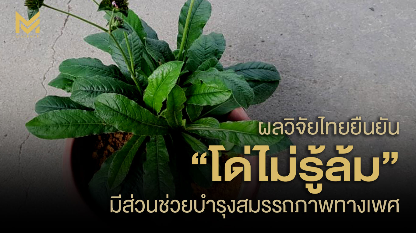 ผลวิจัยไทยยืนยัน “โด่ไม่รู้ล้ม” มีส่วนช่วยบำรุงสมรรถภาพทางเพศ