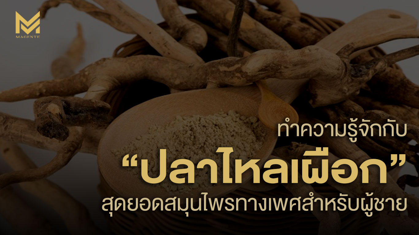 ทำความรู้จักกับ “ปลาไหลเผือก” สุดยอดสมุนไพรทางเพศสำหรับผู้ชาย