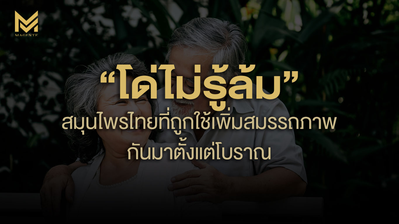 “โด่ไม่รู้ล้ม” สมุนไพรไทยที่ถูกใช้เพิ่มสมรรถภาพกันมาตั้งแต่โบราณ