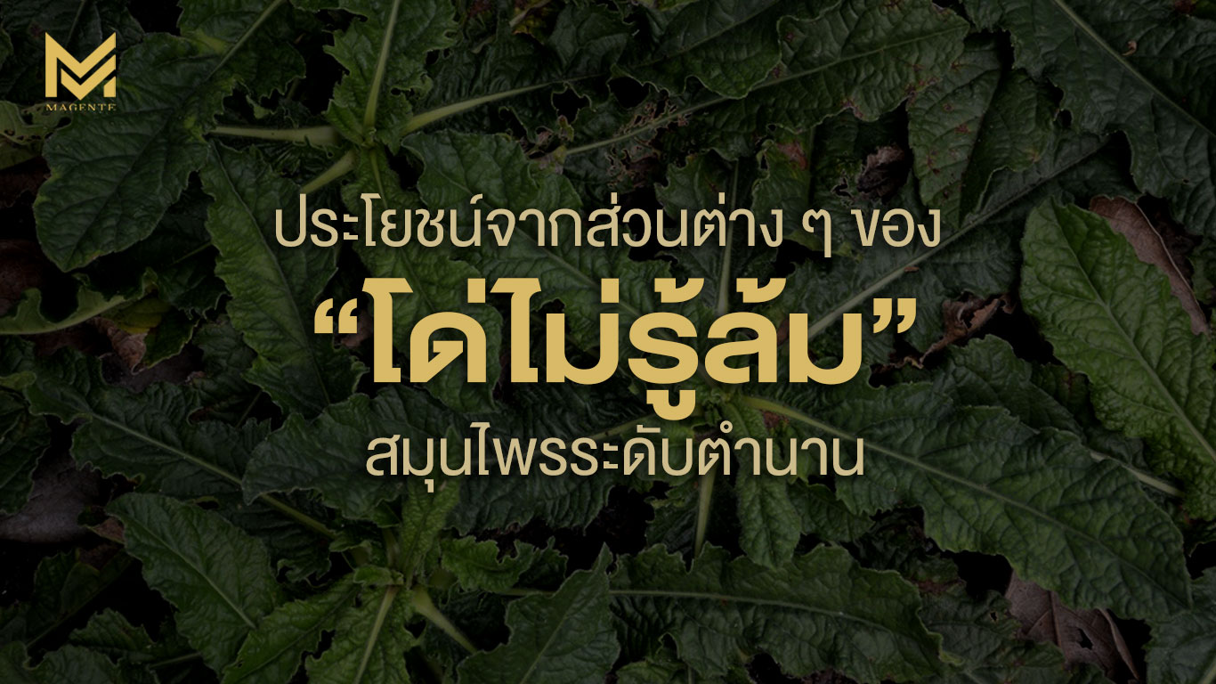 ประโยชน์จากส่วนต่าง ๆ ของ “โด่ไม่รู้ล้ม” สมุนไพรระดับตำนาน